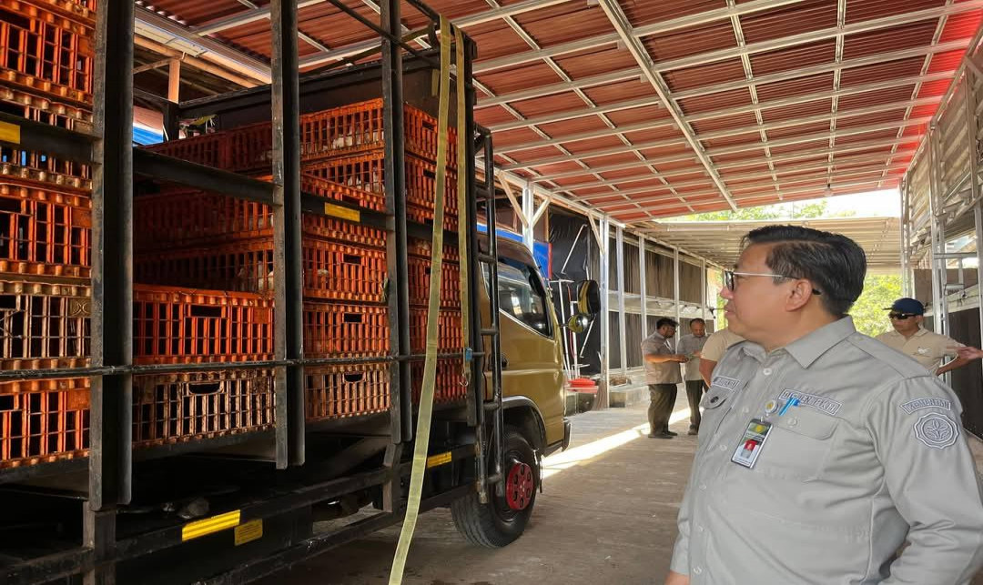 Upaya Stabilkan Harga Ayam Hidup, Kementan Pantau Serapan Ayam Besar oleh Perusahaan Integrator dan Pabrik Pakan